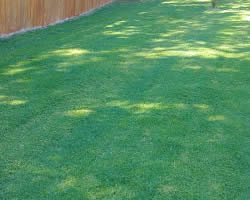 Lawn Mowing Services Texas