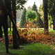 an image for a lawn 