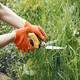 an image for a lawn 