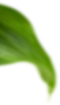 an image for a lawn 