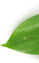 an image for a lawn 